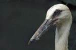 Junger Storch